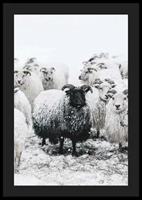 Photograph of black sheep among white sheep in snowy landscape-4
