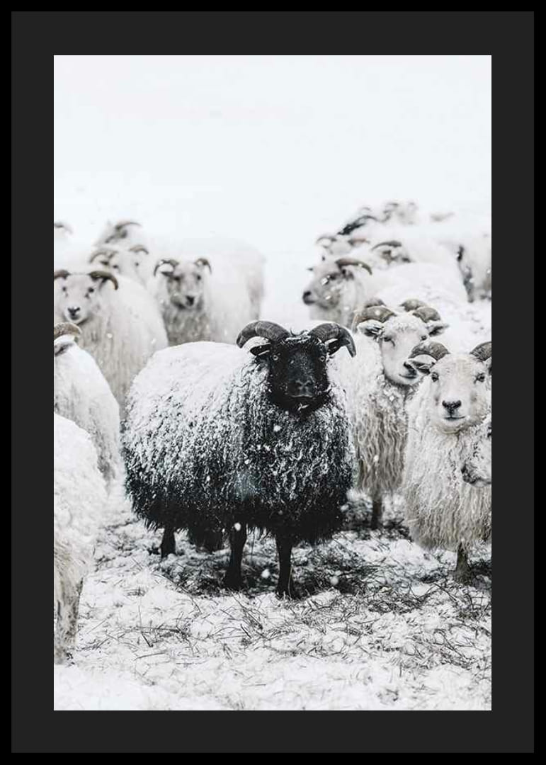 Valokuva mustasta lampaasta valkoisten lampaiden joukossa lumimaisemassa-12