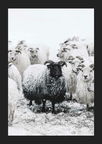 Valokuva mustasta lampaasta valkoisten lampaiden joukossa lumimaisemassa-5