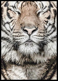 Close-up of tiger's face with closed eyes in neutral tones-6