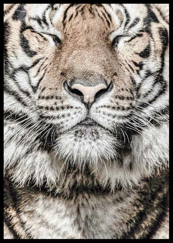 Close-up of tiger's face with closed eyes in neutral tones-12