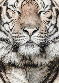 Close-up of tiger's face with closed eyes in neutral tones-7