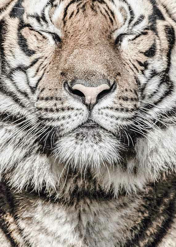 Close-up of tiger's face with closed eyes in neutral tones-12