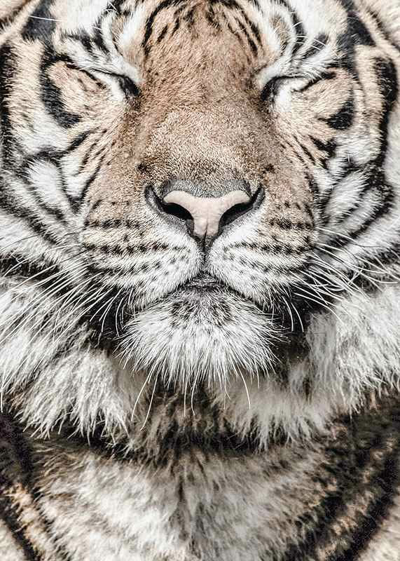 Tiger-12