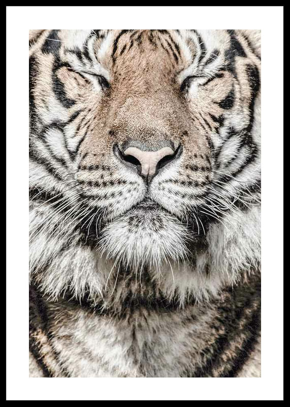 Tiger-12
