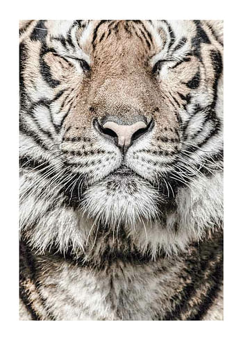 Poster Tiger