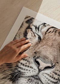 Close-up of tiger's face with closed eyes in neutral tones-9