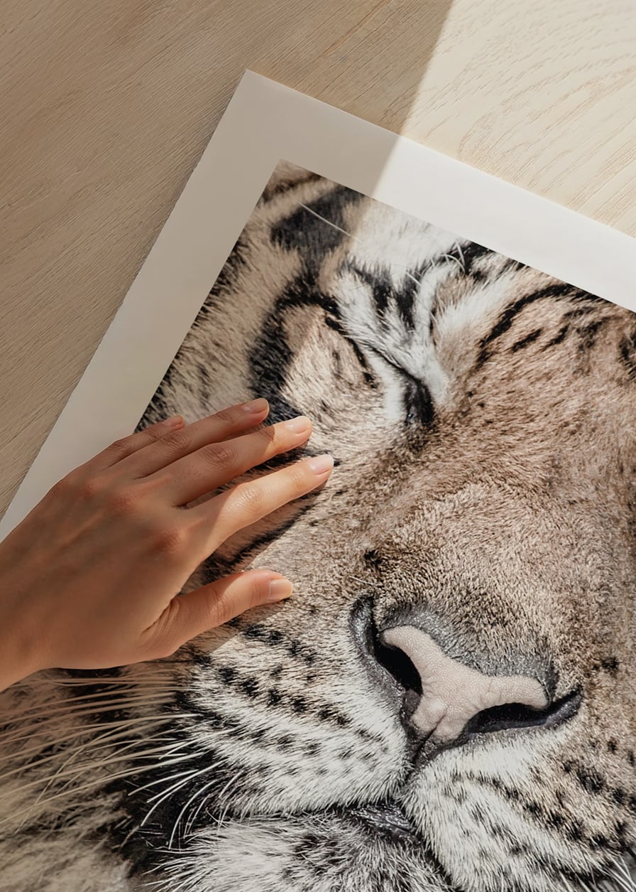 Close-up of tiger's face with closed eyes in neutral tones-12