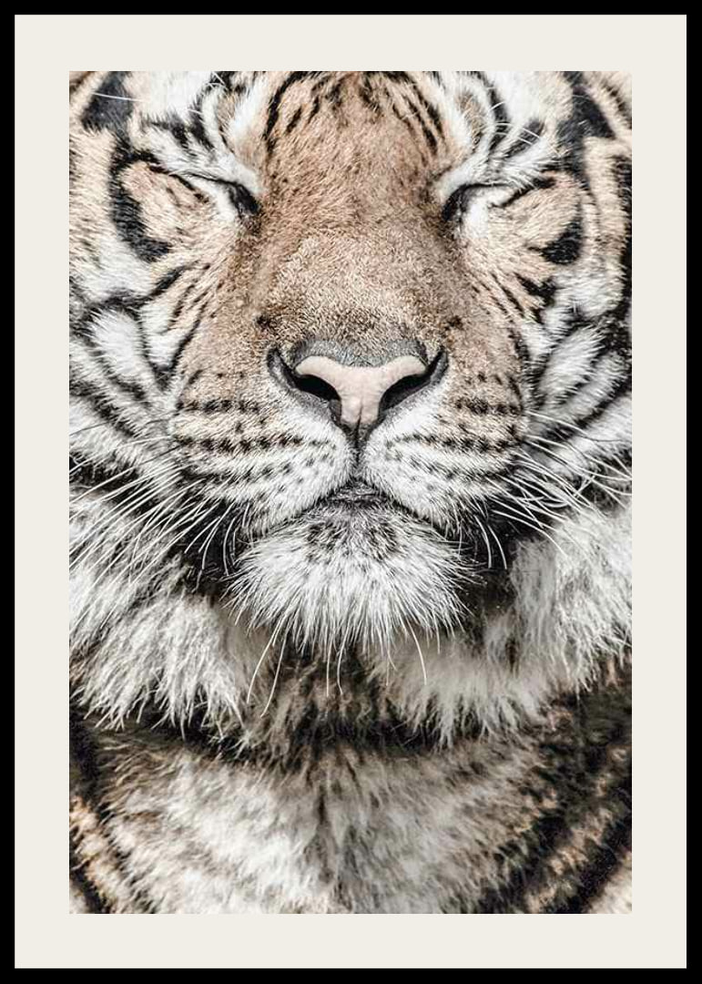 Close-up of tiger's face with closed eyes in neutral tones-12