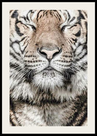 Tigris arcának közeli képe csukott szemekkel, semleges tónusokban-2