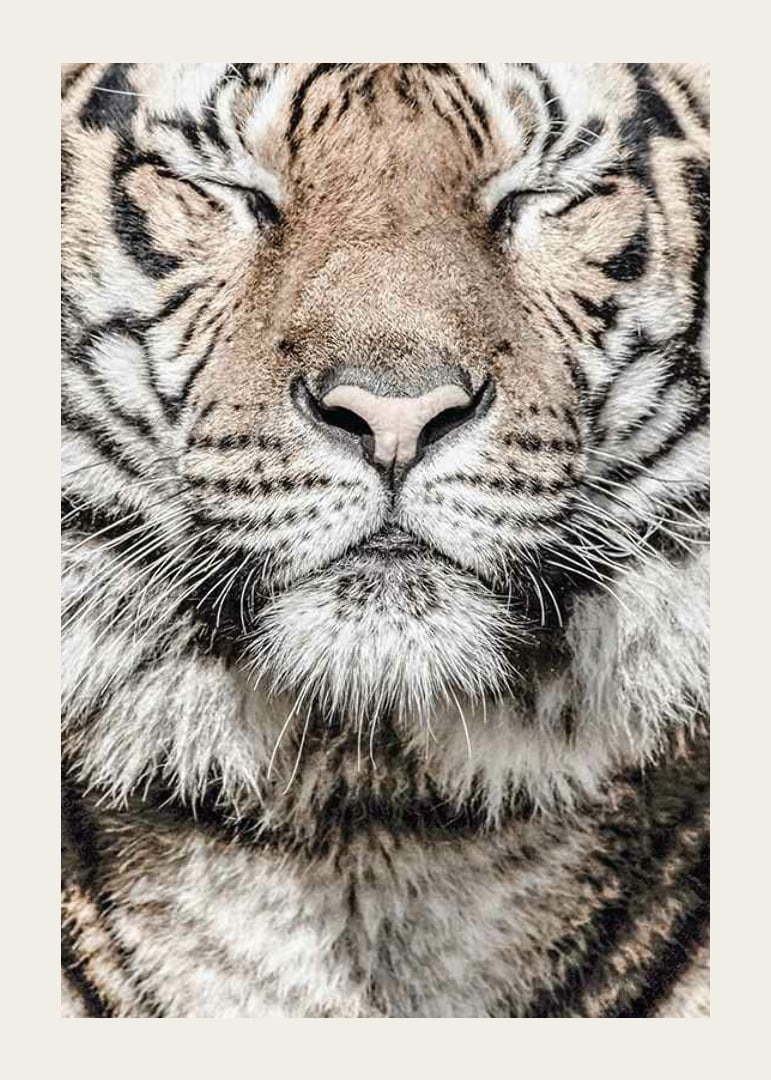 Close-up of tiger's face with closed eyes in neutral tones-12