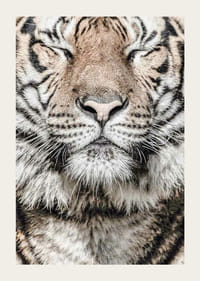 Tigris arcának közeli képe csukott szemekkel, semleges tónusokban-3