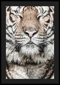 Close-up of tiger's face with closed eyes in neutral tones-4