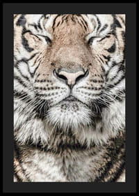 Tigris arcának közeli képe csukott szemekkel, semleges tónusokban-4