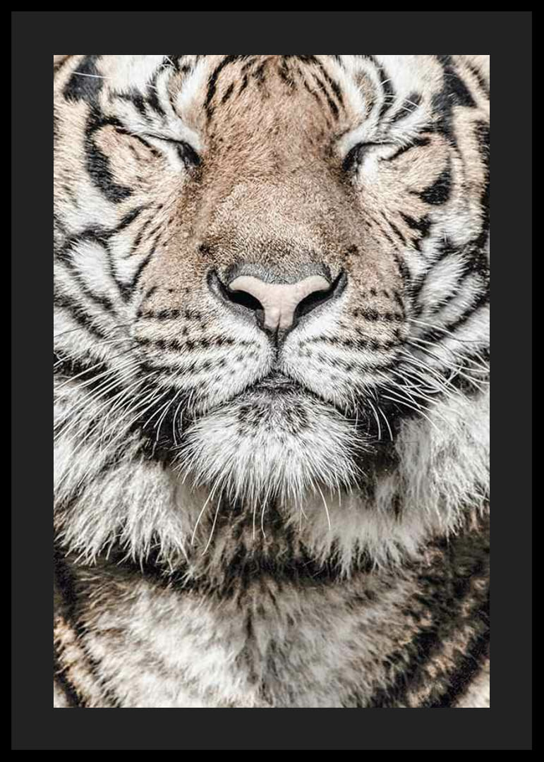 Tigris arcának közeli képe csukott szemekkel, semleges tónusokban-12