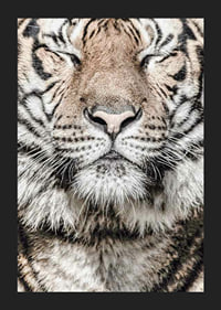Close-up of tiger's face with closed eyes in neutral tones-5