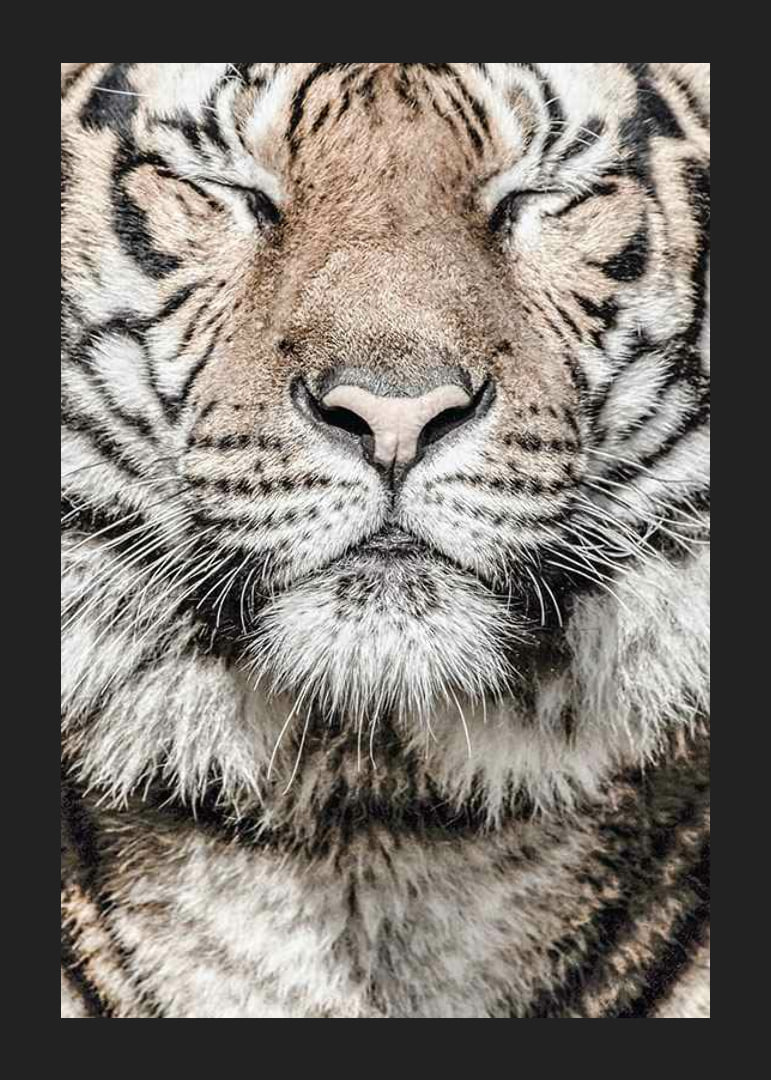 Close-up of tiger's face with closed eyes in neutral tones-12