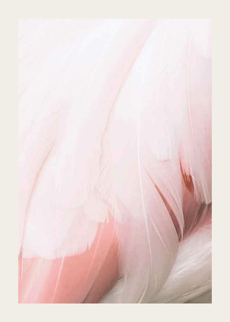 Világos rózsaszín flamingó tollak közeli képe lágy vonalakkal-12
