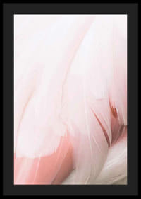 Világos rózsaszín flamingó tollak közeli képe lágy vonalakkal-4