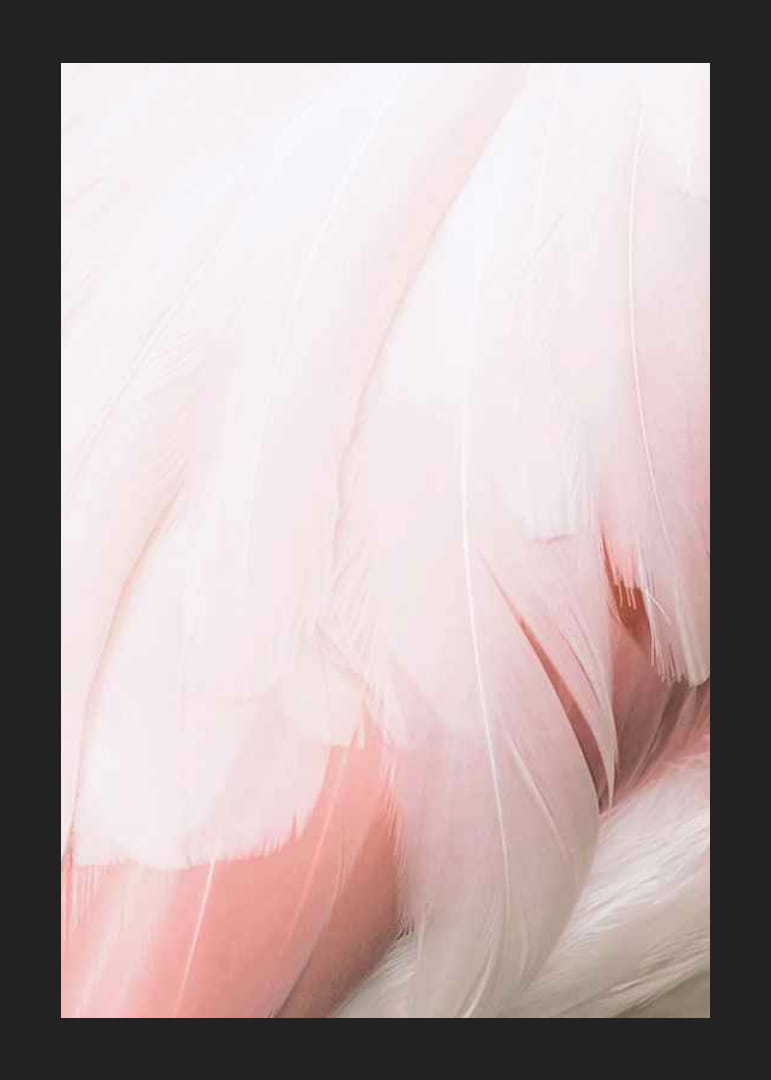 Világos rózsaszín flamingó tollak közeli képe lágy vonalakkal-12