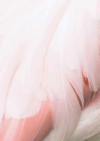 Close-up of light pink flamingo feathers with soft lines-7
