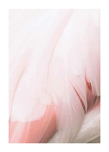 Poster Flamingo Feathers