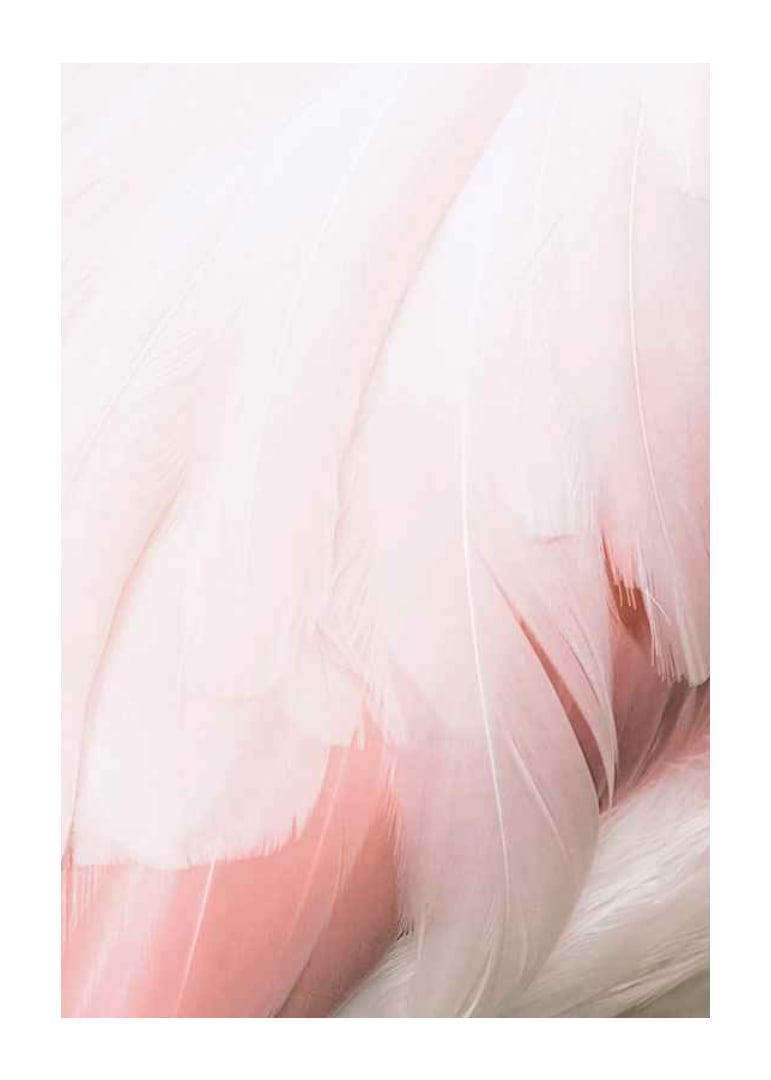 Close-up of light pink flamingo feathers with soft lines-12
