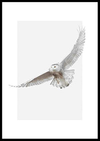 Photorealistic snowy owl with spread wings on white background-0