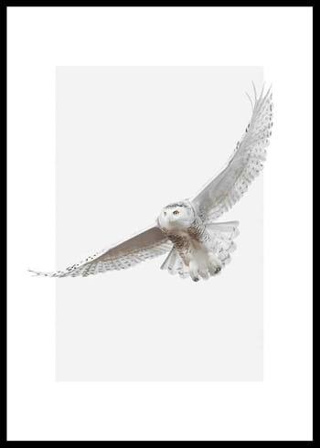 Poster White Owl