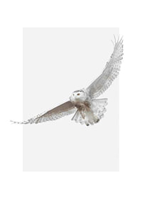 Photorealistic snowy owl with spread wings on white background-1