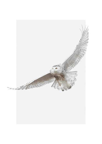 Póster White Owl