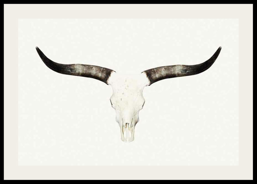 Crâne d'animal photoréaliste avec de longues cornes sur fond blanc-12