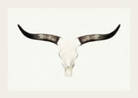 Crâne d'animal photoréaliste avec de longues cornes sur fond blanc-3