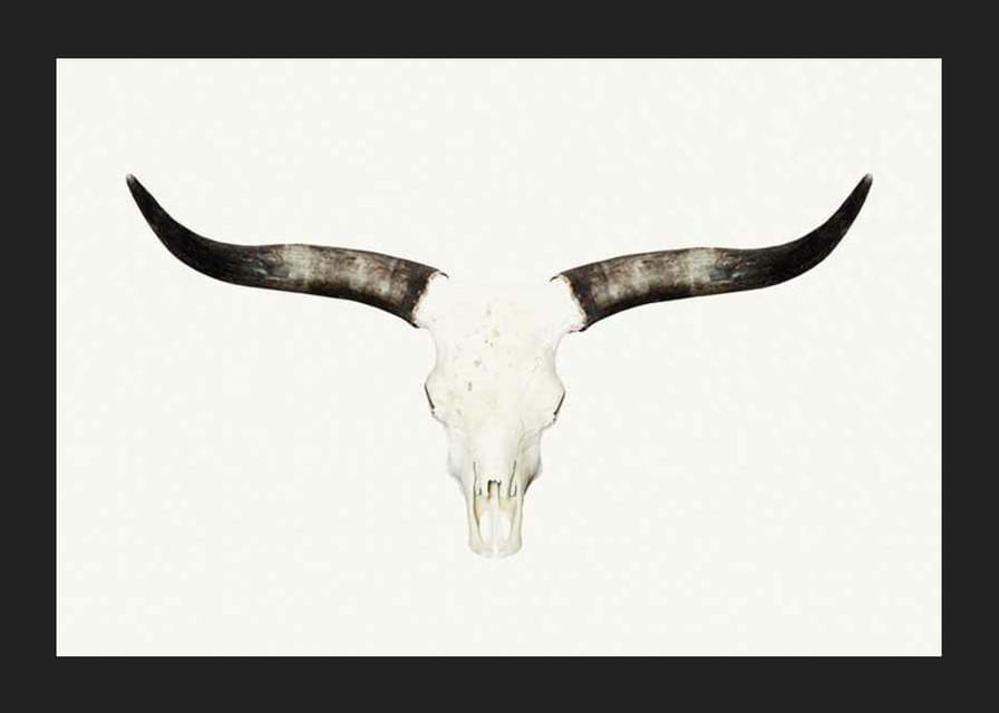 Crâne d'animal photoréaliste avec de longues cornes sur fond blanc-12