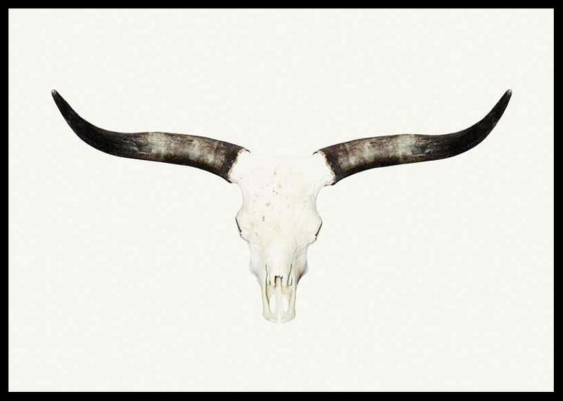 Animal Skull-12