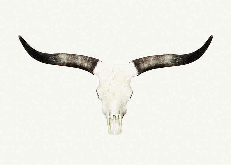 Animal Skull-12