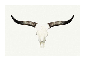 Poster Animal Skull