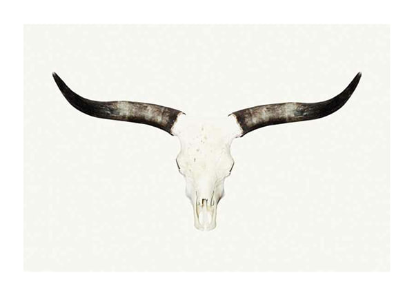 Juliste Animal Skull