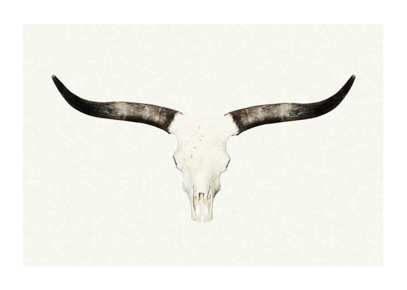Animal Skull-12