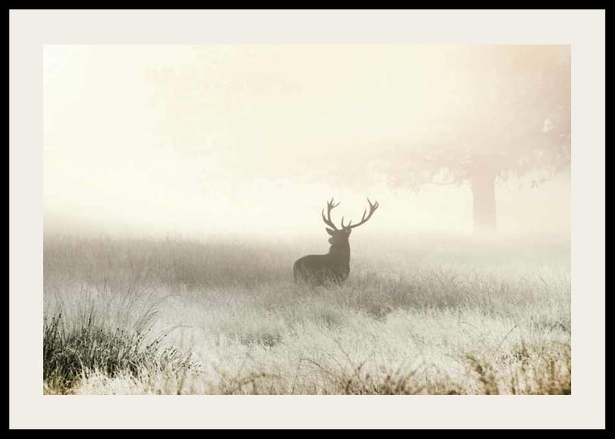 Hjorte med store gevirer stående i tåget eng med lyse toner-12