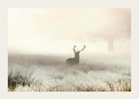 Deer with big antlers standing in foggy meadow with bright tones-3