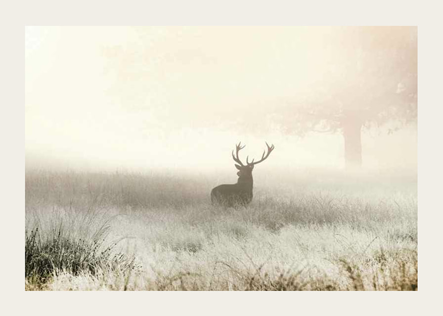 Deer with big antlers standing in foggy meadow with bright tones-12