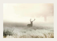 Hjorte med store gevirer stående i tåget eng med lyse toner-3