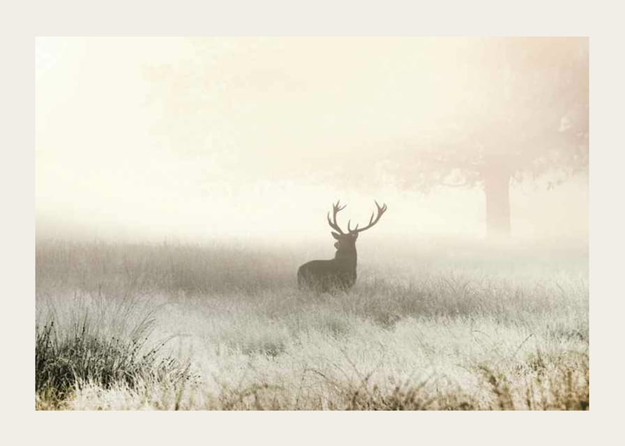 Hjorte med store gevirer stående i tåget eng med lyse toner-12