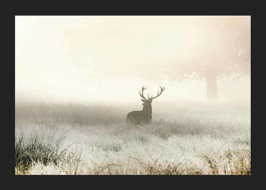 Deer with big antlers standing in foggy meadow with bright tones-12