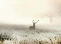 Deer with big antlers standing in foggy meadow with bright tones-7