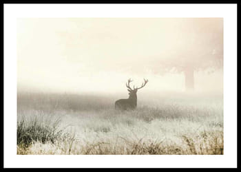 Poster Deer In Mist