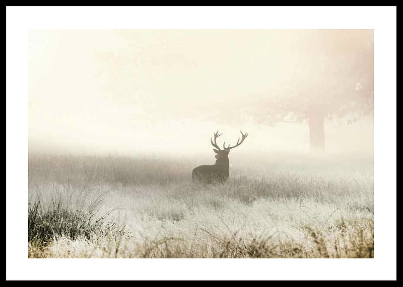 Deer In Mist-12