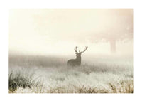 Deer with big antlers standing in foggy meadow with bright tones-1