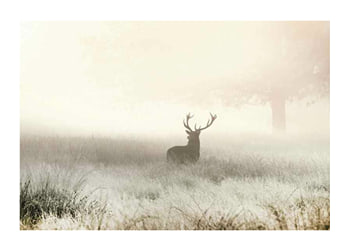 Poster Deer In Mist
